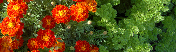 Tagetes och persilja.